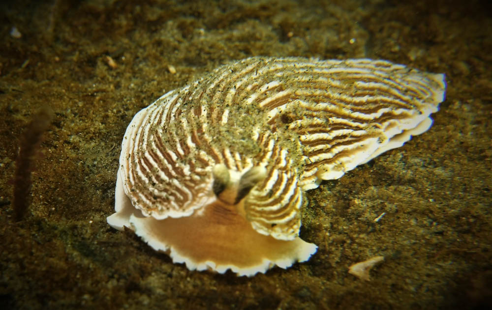 brown.sriped.nudibranch.jpg