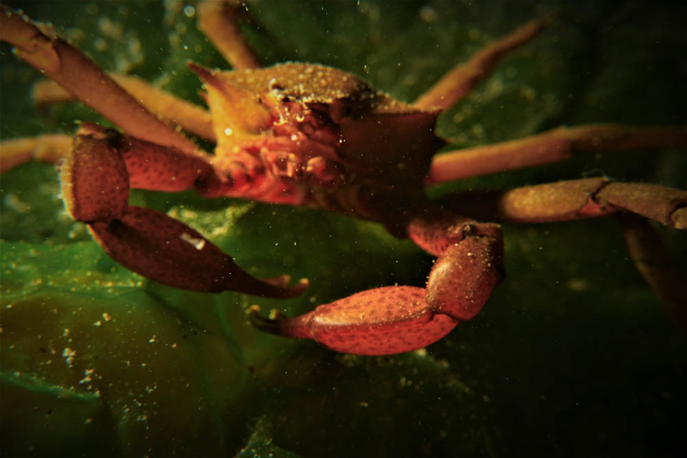 kelp.crab-2.jpg